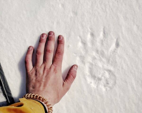 Day Tours in Lapland