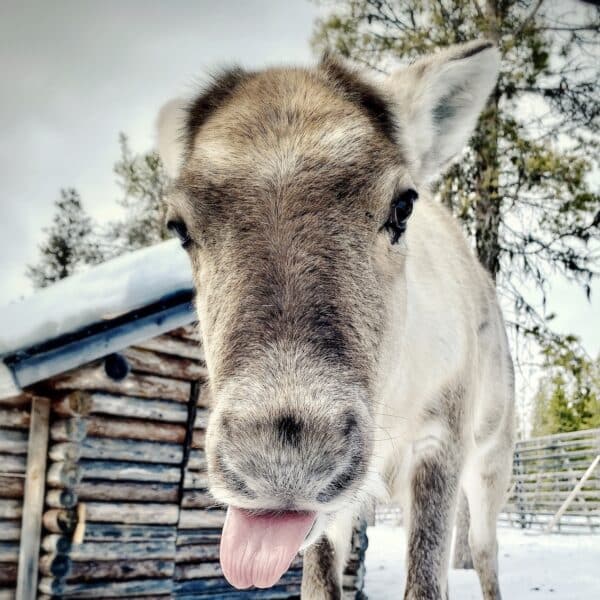 reindeers in lapland