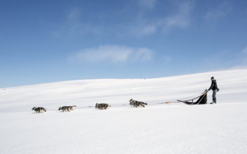 Arctic Wilderness & Husky Expedition, Huskysafari & Lumikenkävaellus, Pihka Outdoors